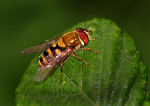 Hover Fly