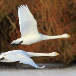 Whooper Swans