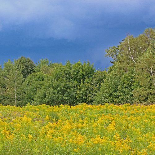 A momentary shard of sunlight pierces through storm clouds and illuminated a field of goldenrod.