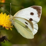 Large white (Pieris brassicae) ♀︎