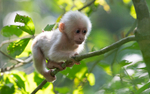 Stump-tailed Macaque baby