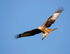 Red Kite