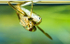 Backswimmer