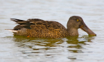 Female Shoveler