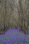 IMG_5868 pse Bluebell wood