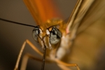 Butterfly4