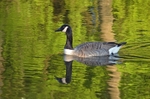 Canada Goose