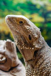 bearded dragon Pogona vitticeps-0582