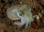 Rossia macrosoma