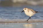 Sanderling wading in foaming sea, Fort De Soto, Florida