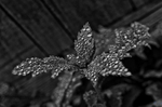 Random Nature portfolio
