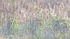 LATE BLOOMERS #2 - NORFOLK COUNTY
