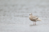 Juvenile Glaucous-winged Gull, Silver Salmon Creek, Alaska