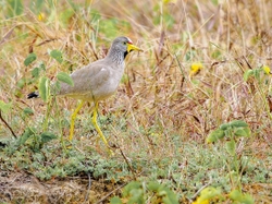Wattled Lapwing