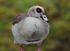 Egyptian Goose in rain