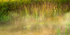 SEPTEMBER MIST - NORFOLK COUNTY
