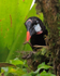 Montezuma Oropendola finds some food in a tree at Arenal