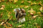 A Squirrel 6