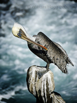 Pelican 01