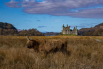 Katy cow showing off Kilchurn Castle