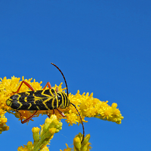 A Locust Borer (Megacyllene robiniae).