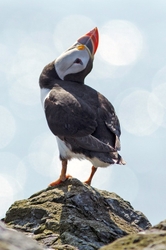Puffin