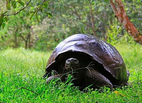 [align=center][size=11][b]Giant Tortoise, Highlands of Santa Cruz Island, Galapagos Islands[/b][/size][/align]