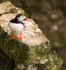 Puffin