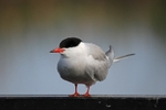 Common Tern