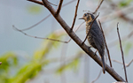 Cuckoo