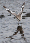 Willet