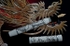 White Dragon...