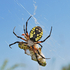 Black and Yellow Garden Spider(female) - 1