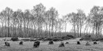 Nine Ladies Stone Circle, Stanton Moor