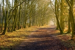 The way through the woods