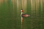 Great Crested Grebe