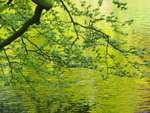 P42303680659