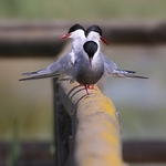Whiskered Terns (Chlidonias hybridus)
