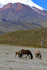 Wild horses could drag me here
