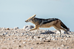 Black-backed Jackal