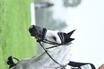 Cls 22 Dressage PC80 portfolio