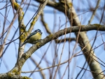 Blue Tit