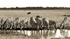 IMG_1138 Maasai Mara