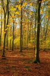 Autumn walk in Abbots Wood
