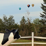 Atlantic International Balloon Festival Sussex New Brunswick Canada