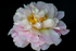 Pink Peony on a black background - DSC_4763