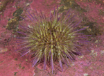 Psammechinus miliaris