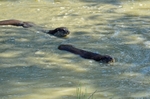 Otter