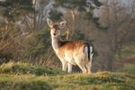 Fallow Deer