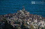 Guillemots